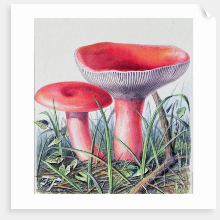 Study of Fungus by Josef Fleischmann