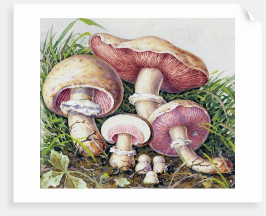Study of Fungus by Josef Fleischmann