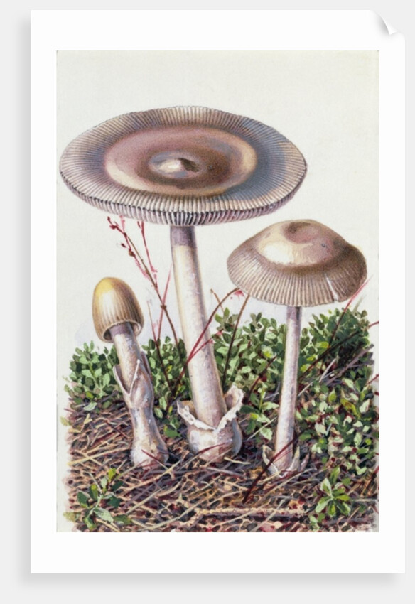 Study of Fungus by Josef Fleischmann