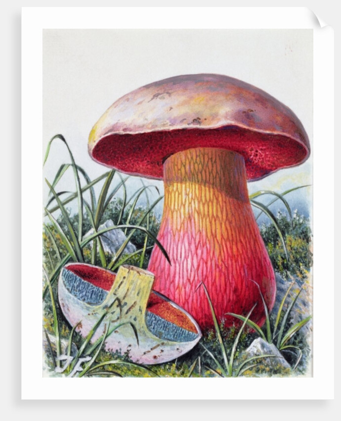 Study of Fungus by Josef Fleischmann