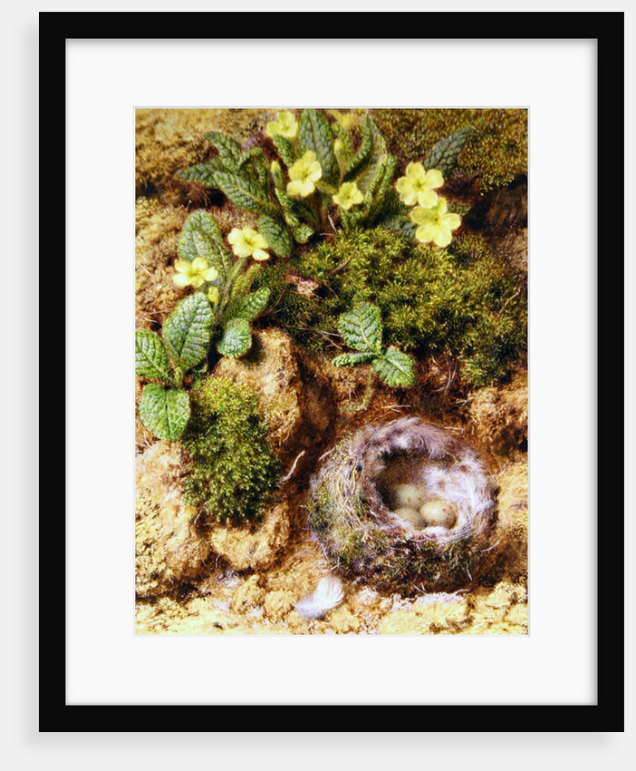 Primroses with Bird's Nest by William Henry Hunt