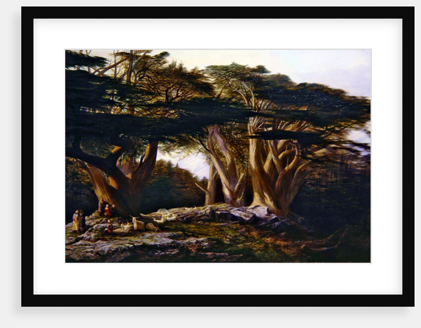 The Cedars of Lebanon, 1861 by Edward Lear