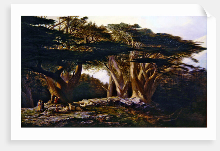 The Cedars of Lebanon, 1861 by Edward Lear