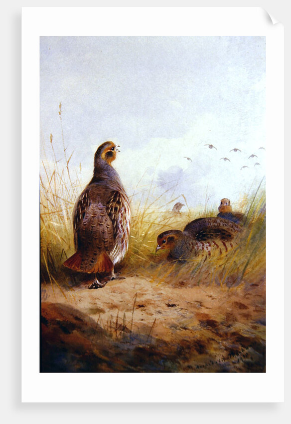 Three English Partidges, 1910 by Archibald Thorburn