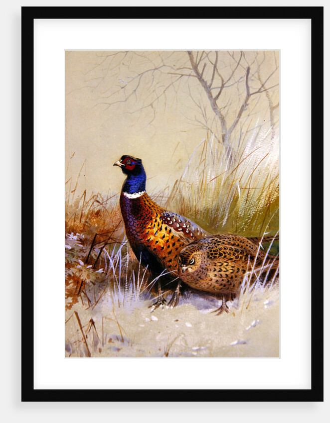 Chinese Ring-necked Pheasants in the Snow, 1910 by Archibald Thorburn