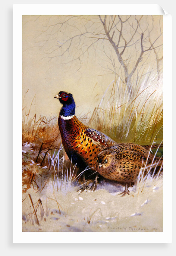Chinese Ring-necked Pheasants in the Snow, 1910 by Archibald Thorburn