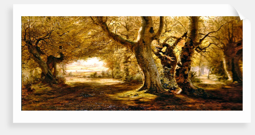 A Wooded Landscape, 1887 by Andrew McCallum