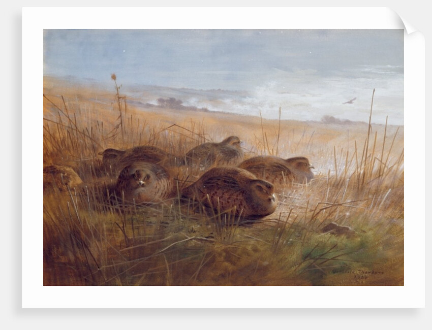Snipe, 1923 by Archibald Thorburn