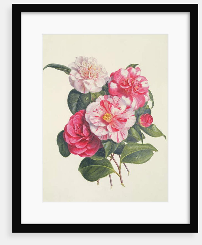 Camelias, c.1840 by Augusta Innes Withers
