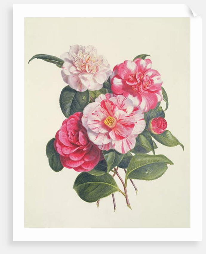 Camelias, c.1840 by Augusta Innes Withers