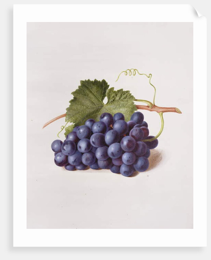 Fruit of the Vine, 1868 by Augusta Innes Withers