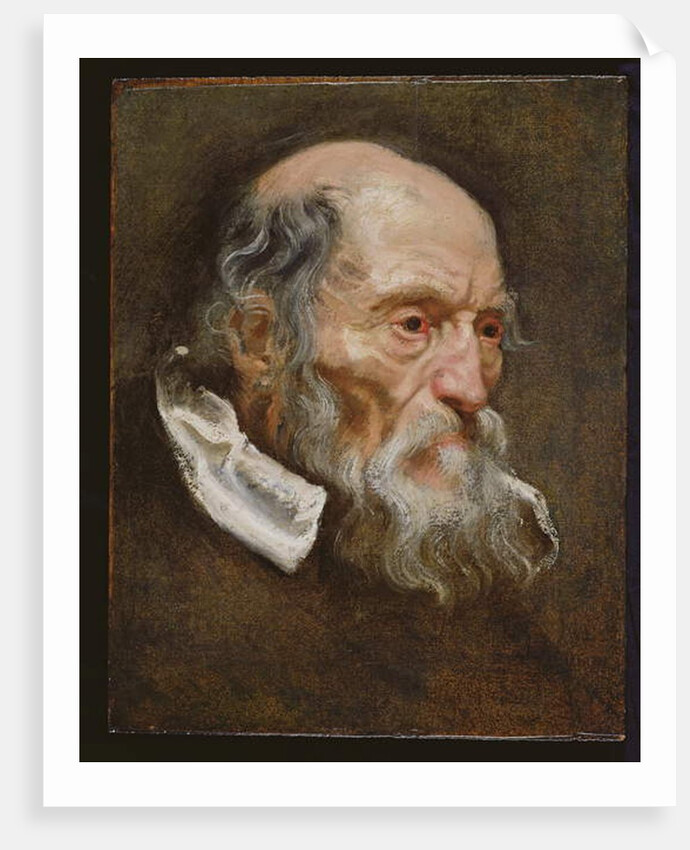 Portrait of an old man by Anthony van (attr. to) Dyck