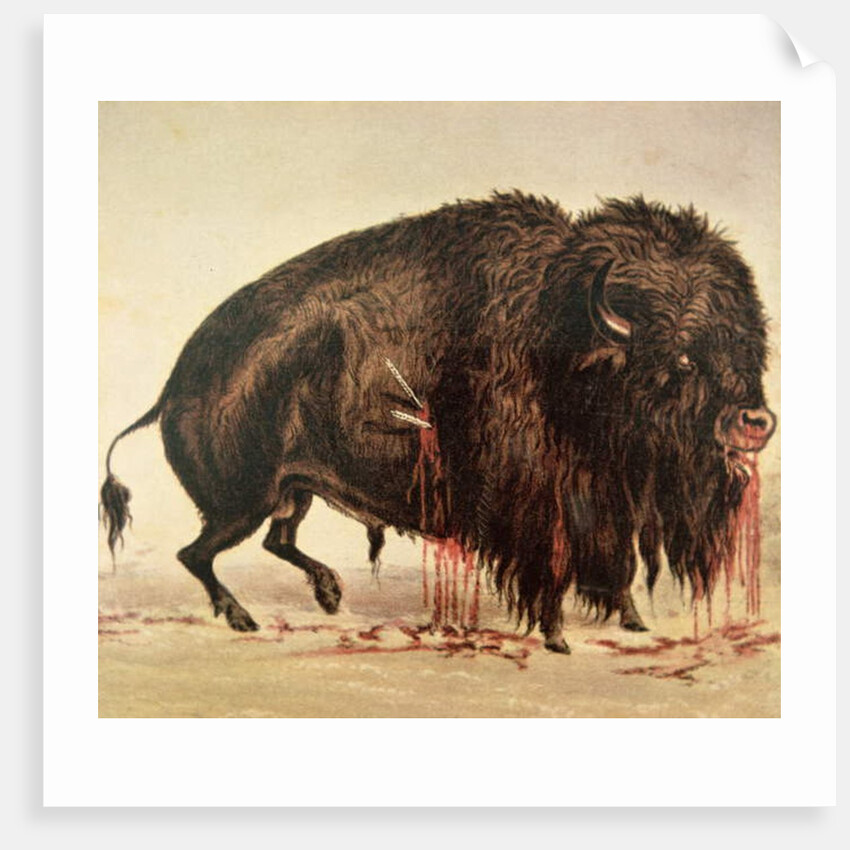 Buffalo stricken by arrows by George Catlin