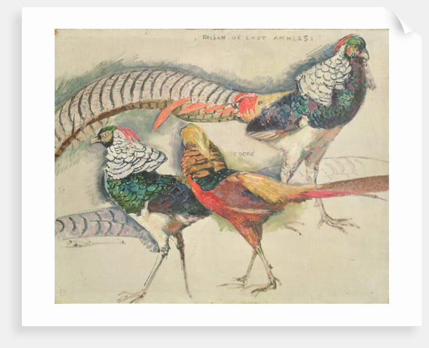 Lady Amherst's Pheasant by Theo van Rysselberghe