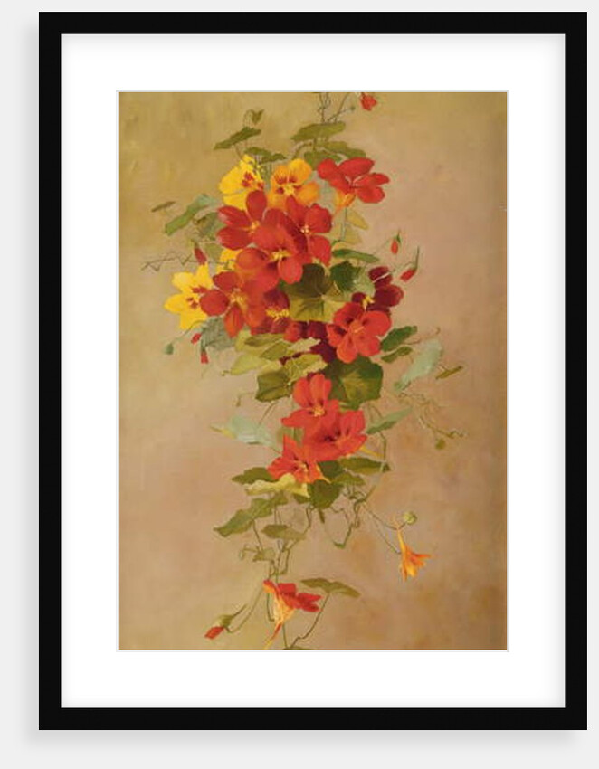 Nasturtiums by Anna Eliza Hardy