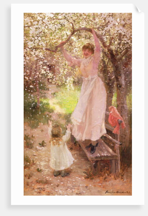 Falling Apple Blossoms by Hamilton Hamilton