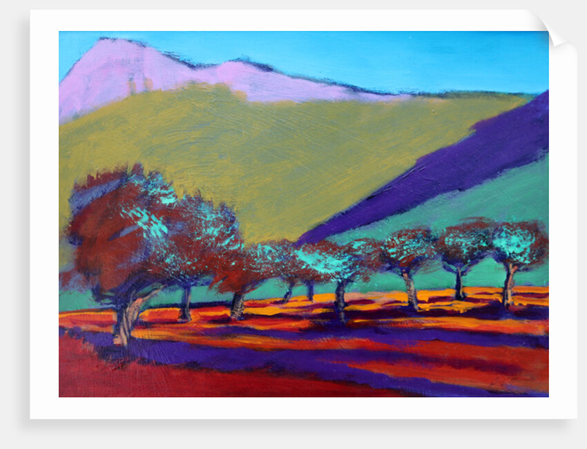 Olive Trees by Paul Powis