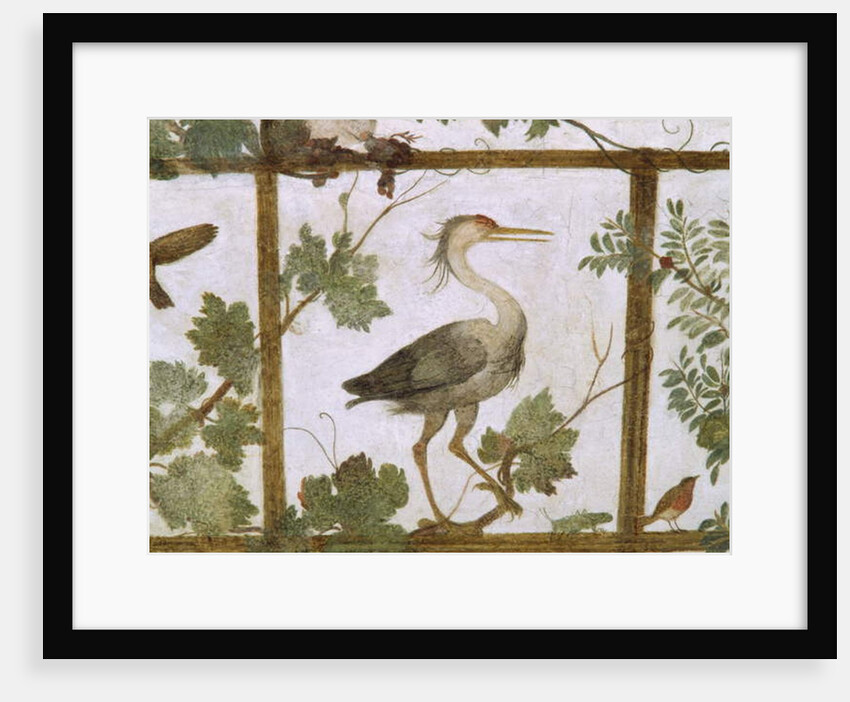 Ibis, from a Fresco of an Aviary in the Villa Medici, c.1576-77 by Jacopo Zucchi