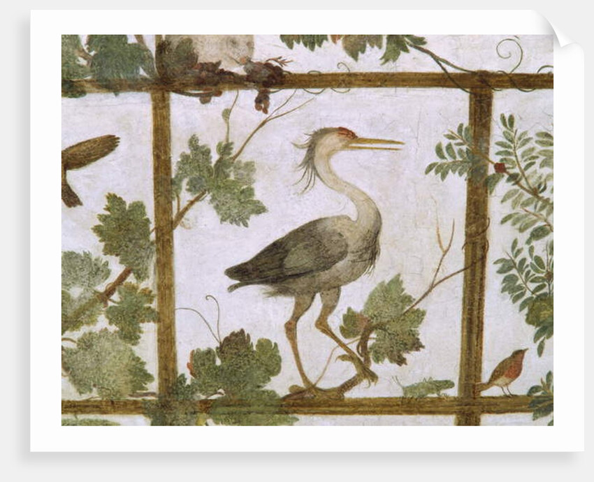 Ibis, from a Fresco of an Aviary in the Villa Medici, c.1576-77 by Jacopo Zucchi