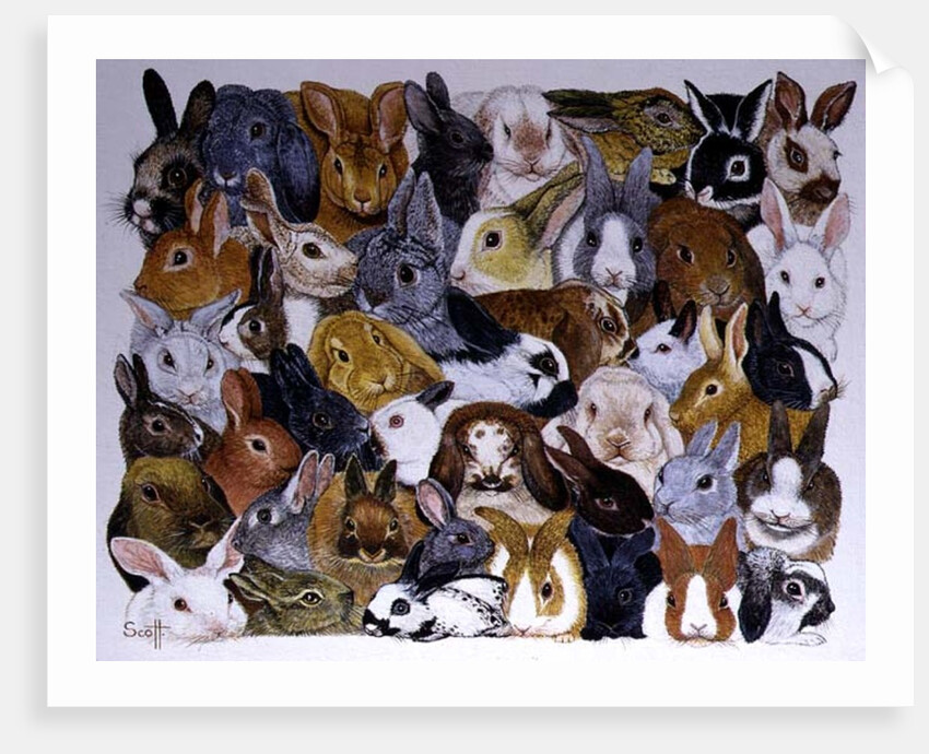 Bright Eyes by Pat Scott