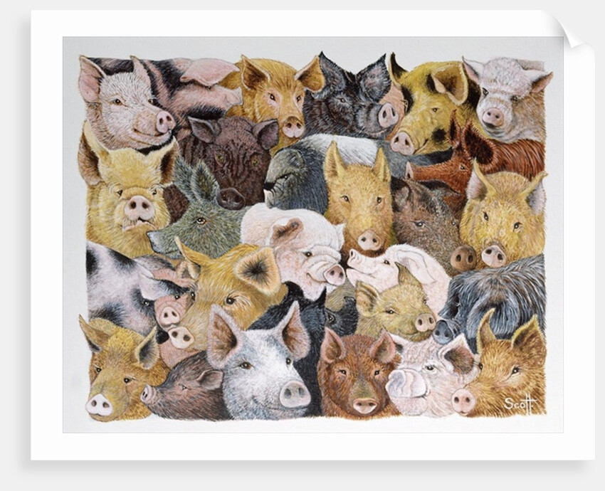 Pigs Galore by Pat Scott