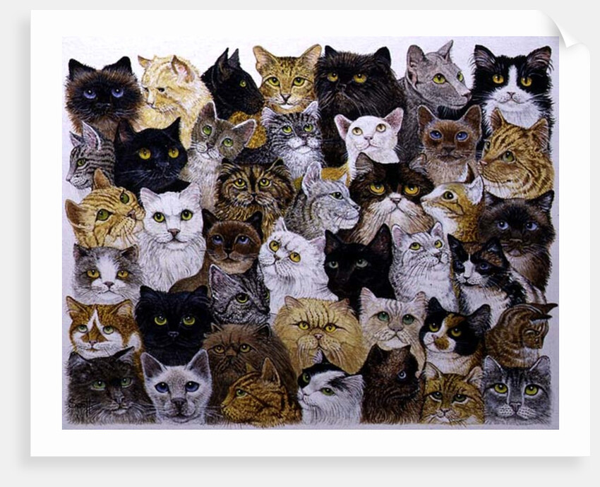 Just the Cat's Whisker by Pat Scott