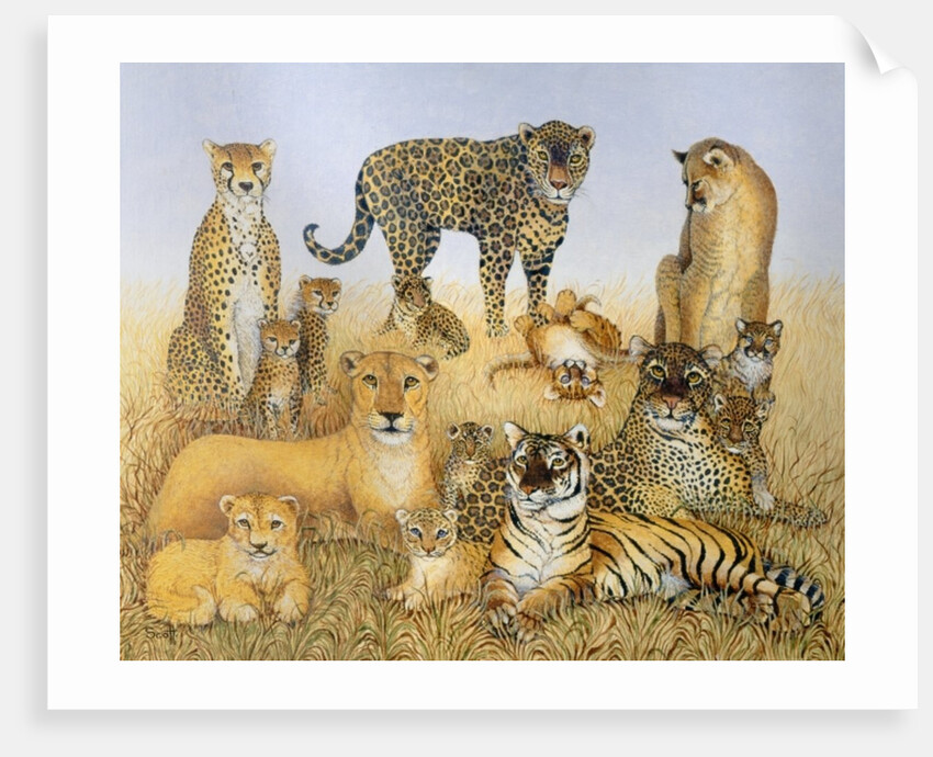 The Big Cats by Pat Scott