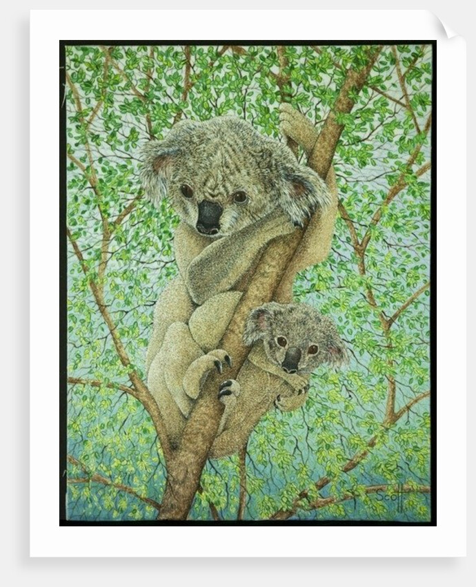 Top of the tree by Pat Scott