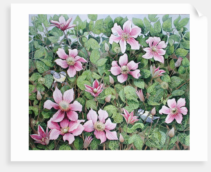 Nesting in Clematis by Pat Scott