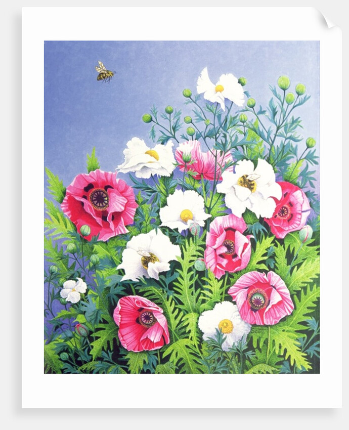 Honey Bee, Honey Bee by Pat Scott