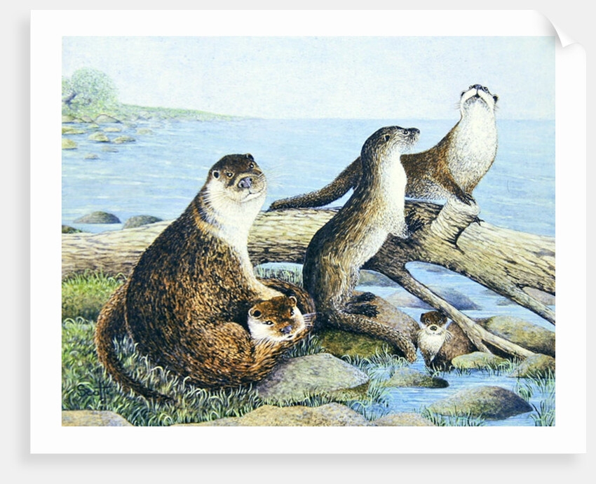 Playtime by Pat Scott