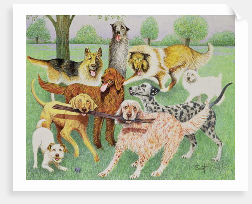 Catch and Carry by Pat Scott