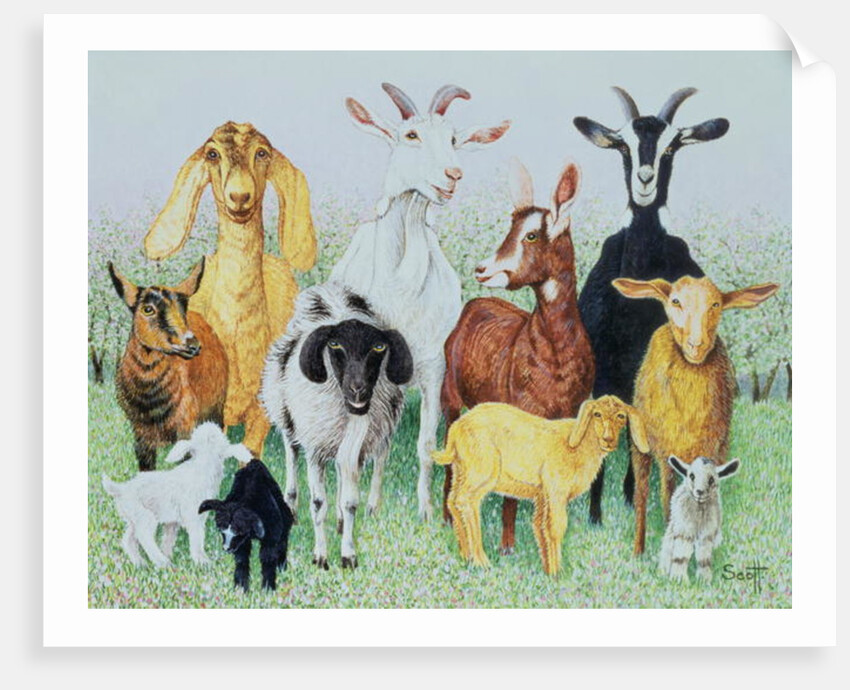 In Clover by Pat Scott