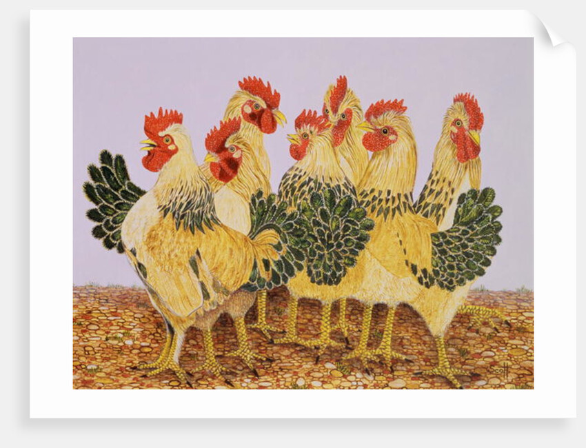 Strutters Ballet by Pat Scott