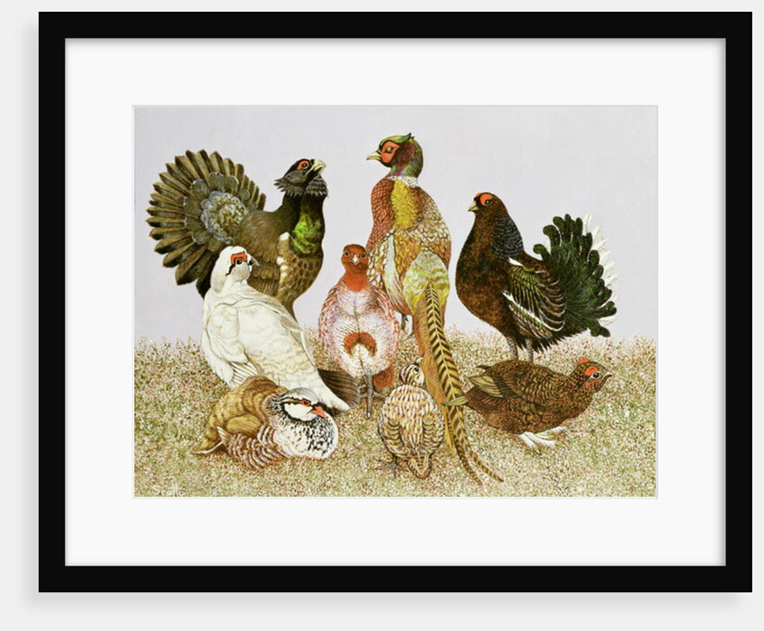 Game Birds by Pat Scott