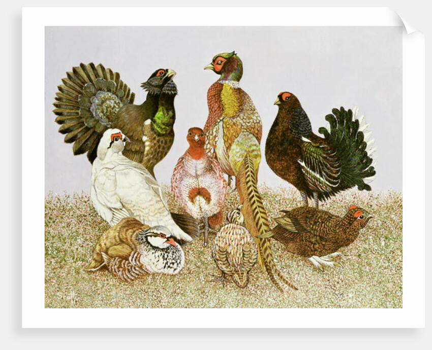 Game Birds by Pat Scott