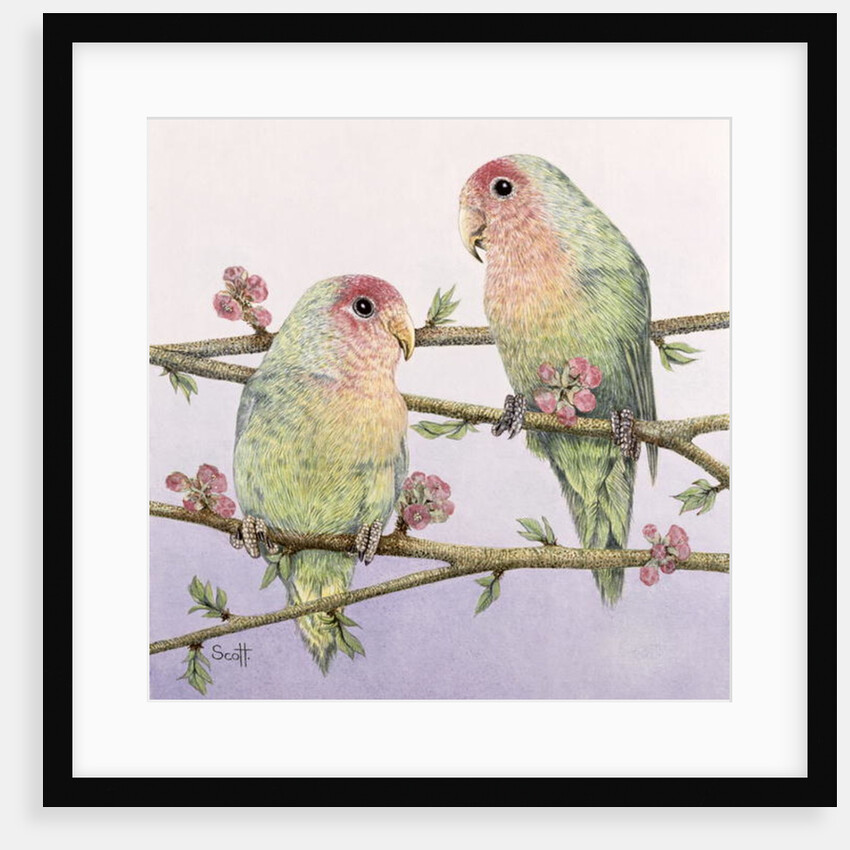 Love Birds by Pat Scott