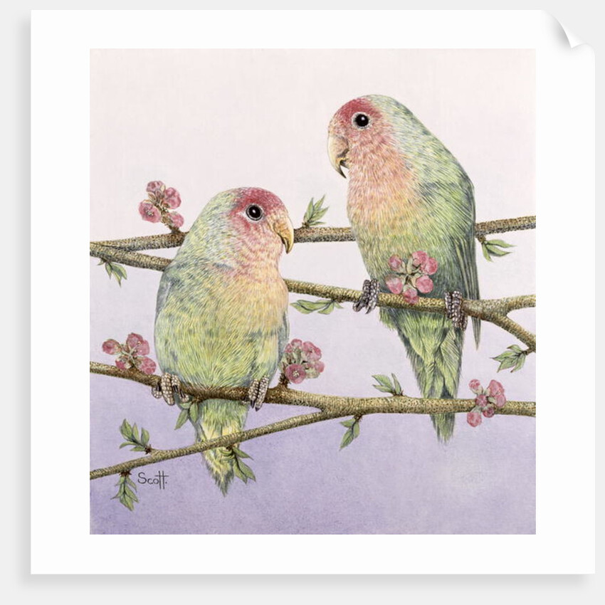 Love Birds by Pat Scott