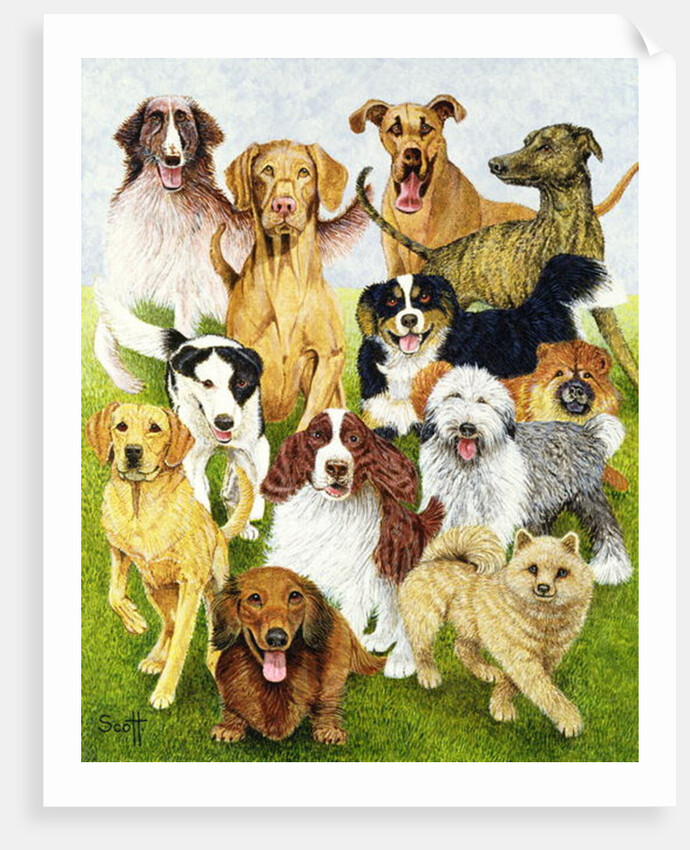 Dog Days by Pat Scott