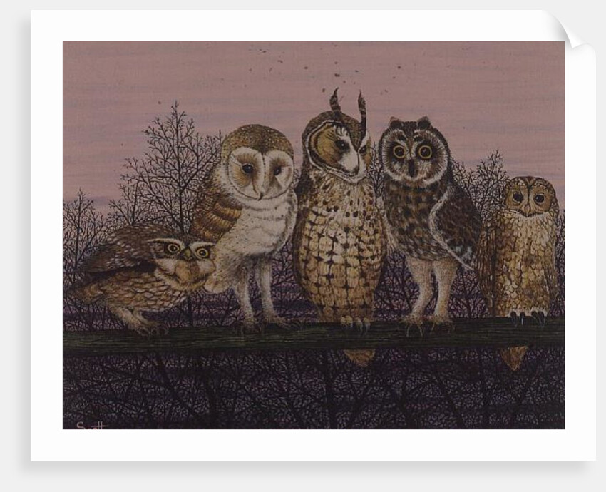 Tu-whit Tu-whooing by Pat Scott