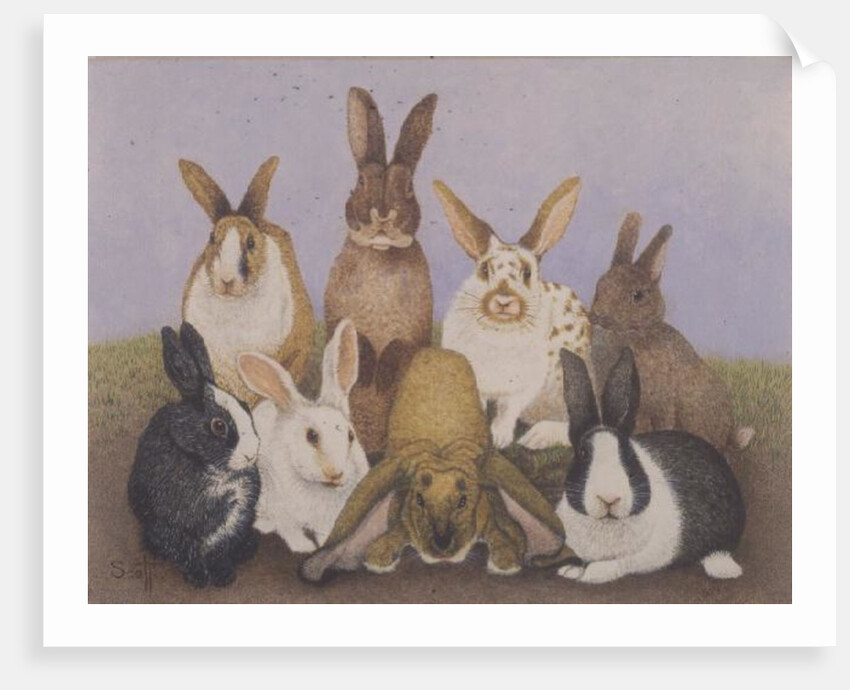 Lucky rabbits by Pat Scott
