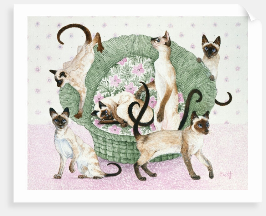 We are Siamese if you please by Pat Scott