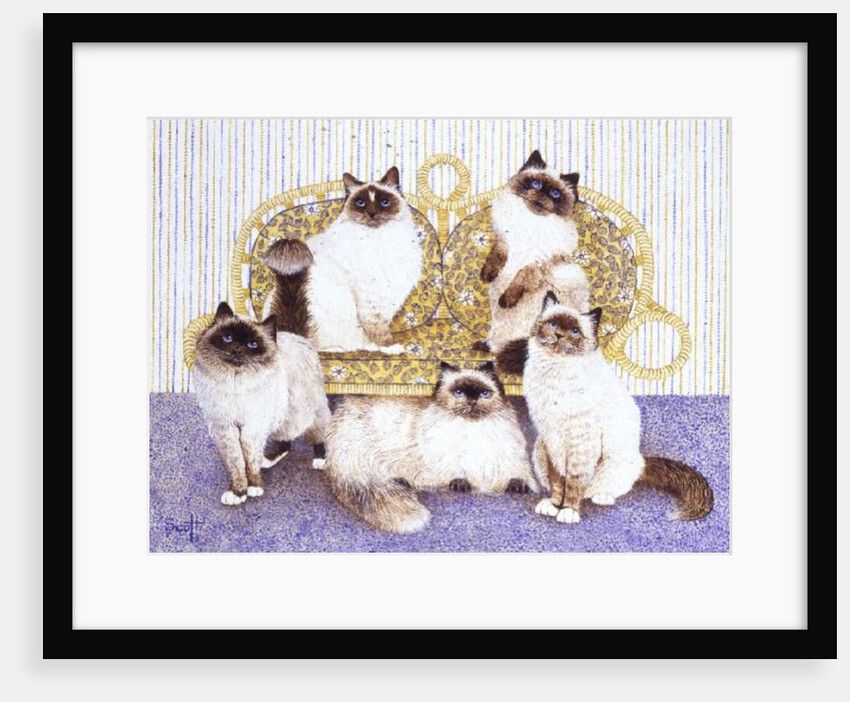Chocolate creams by Pat Scott
