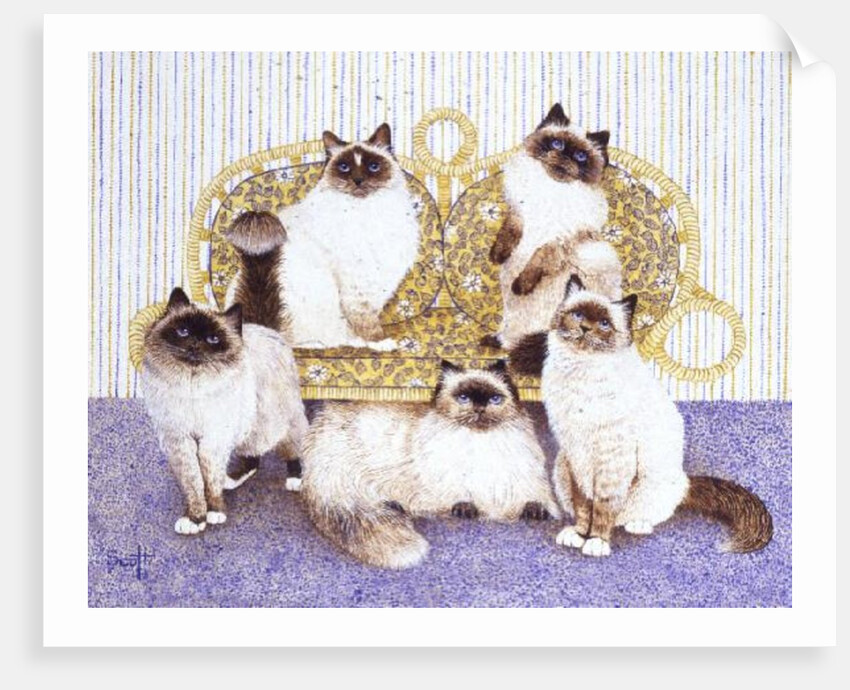 Chocolate creams by Pat Scott