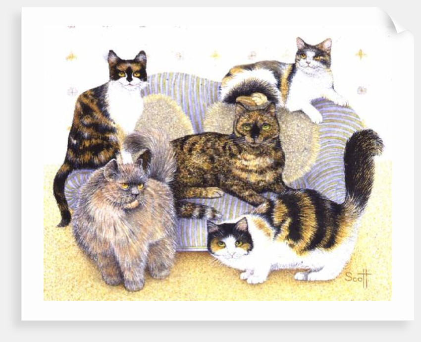 Tortoiseshell ladies by Pat Scott