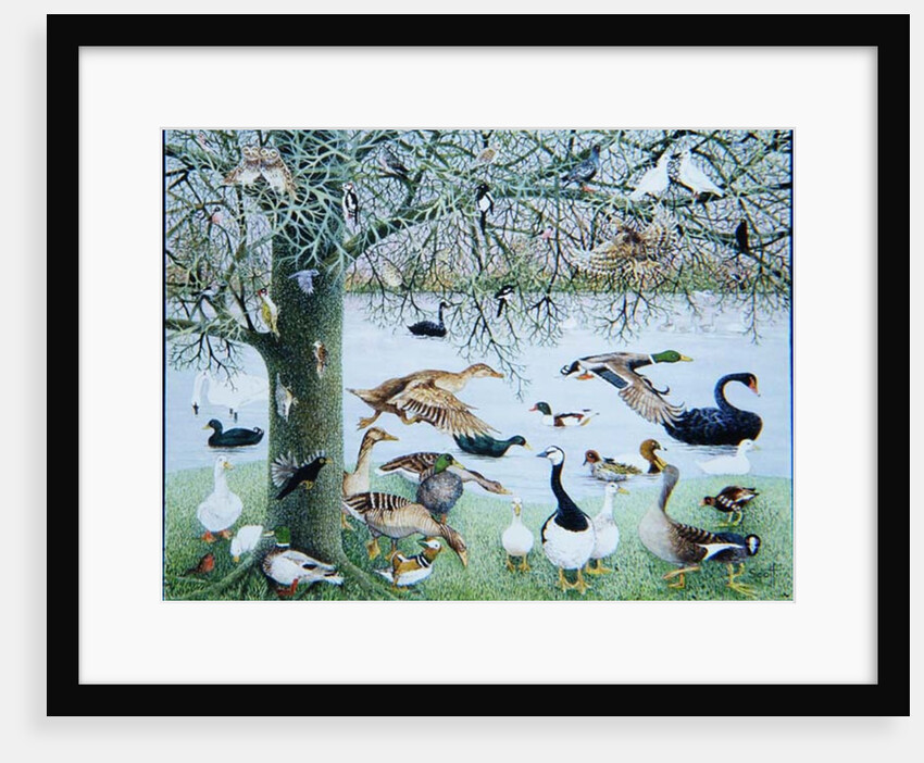 The Odd Duck by Pat Scott