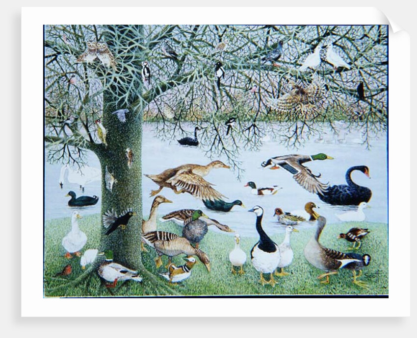 The Odd Duck by Pat Scott