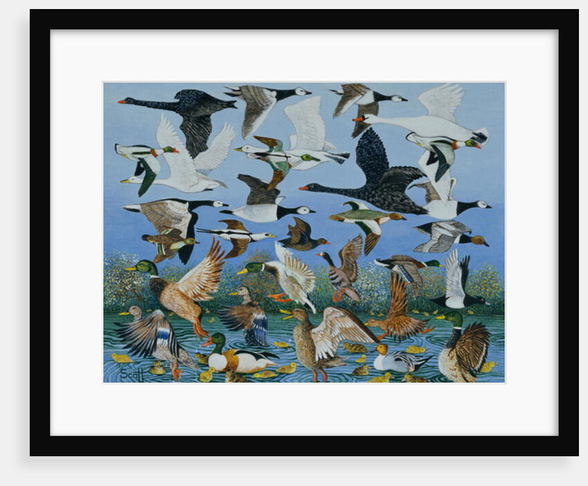 Taking Off, 1996 by Pat Scott