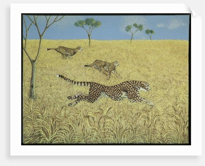 Sheer Speed by Pat Scott
