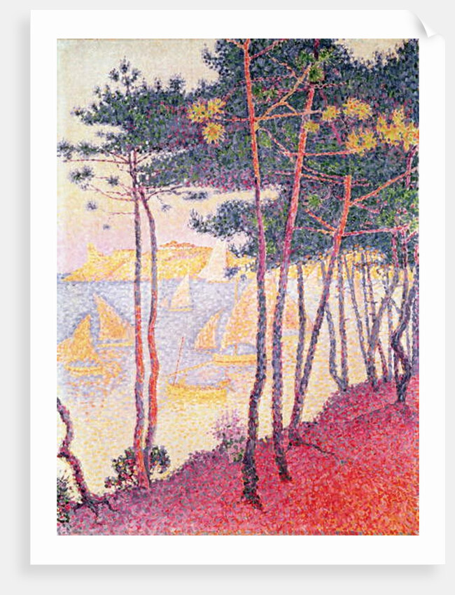 Sailing boats and pine trees, 1896 by Paul Signac